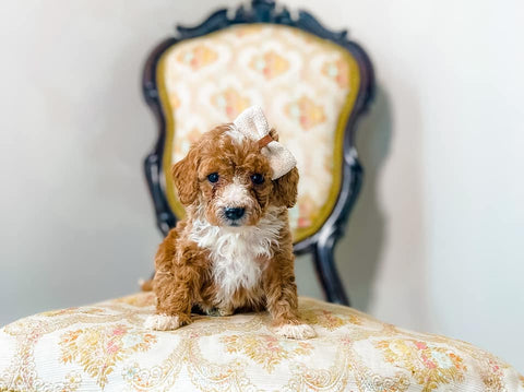 Micro Goldendoodle Girl $2,000