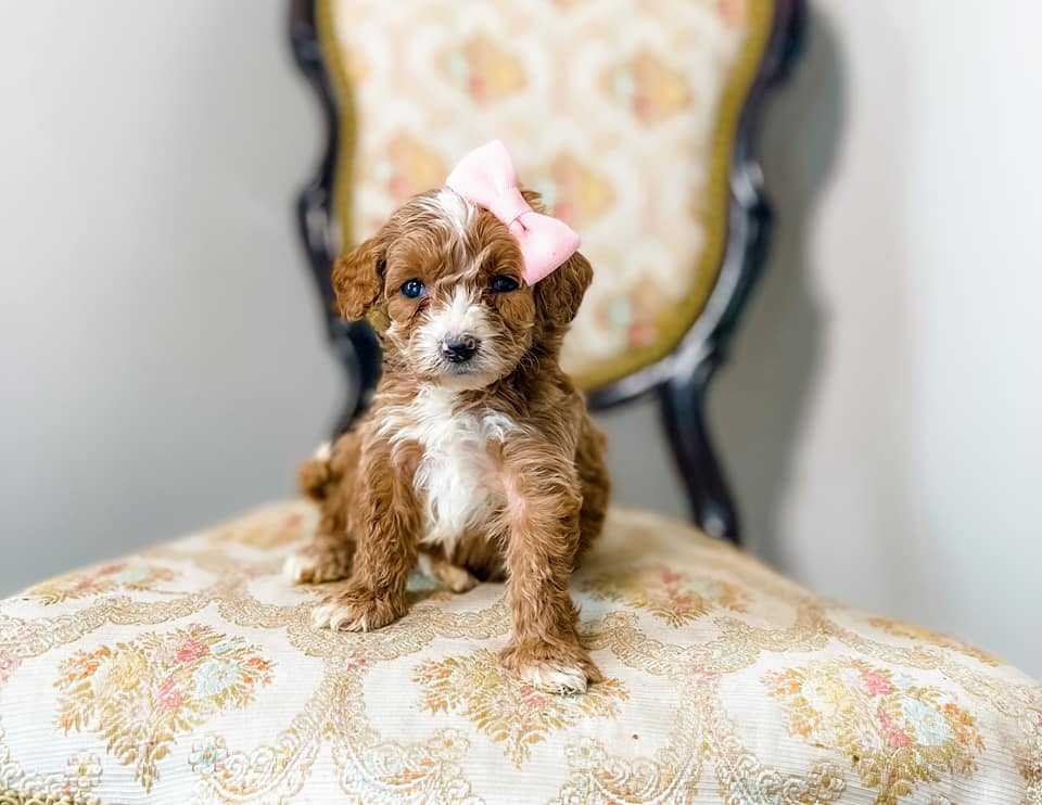 Micro/Mini Goldendoodle Girl $2,000 - Remainder ONLY
