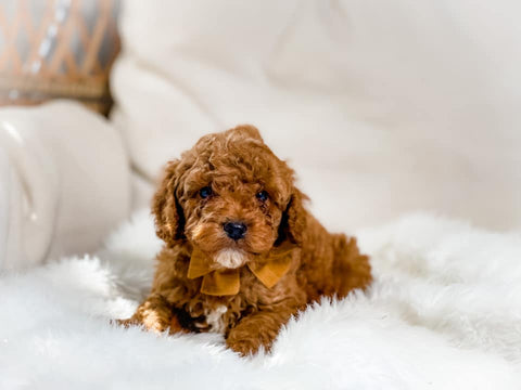 Micro F1B Cavapoo Male $2,000