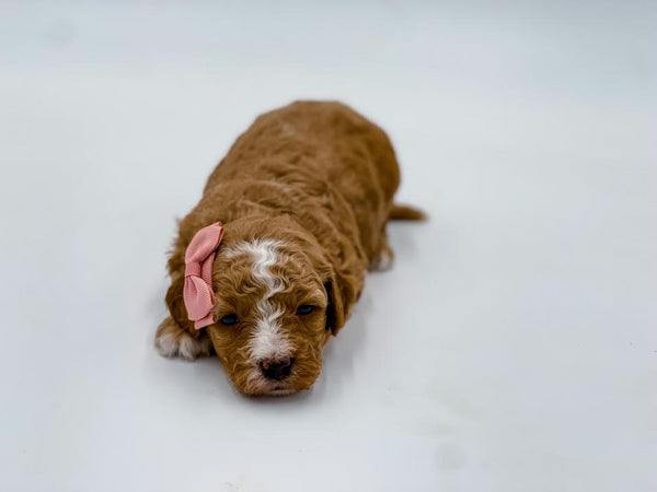 Micro Female $1,500