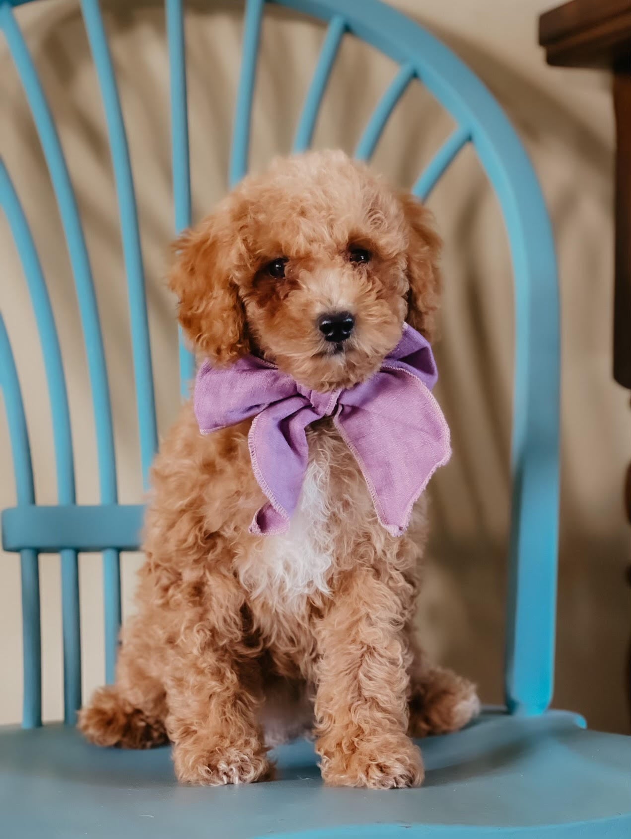 Mini Female $1,250