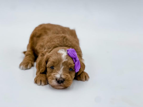 Micro Female $1,500