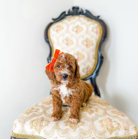 Micro/Mini Goldendoodle Girl $2,000 - Remainder