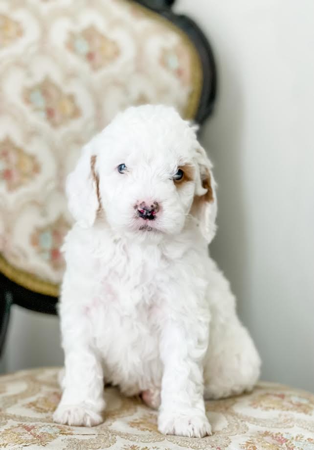 Mini Goldendoodle Boy $1,500