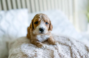 Micro/Mini Goldendoodle Girl $1,750