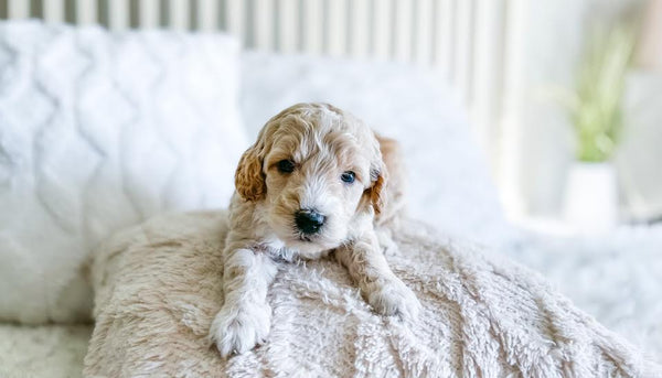 Micro/Mini Goldendoodle Girl $1,500