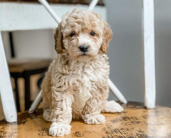 Micro/Mini Goldendoodle Girl $1,500