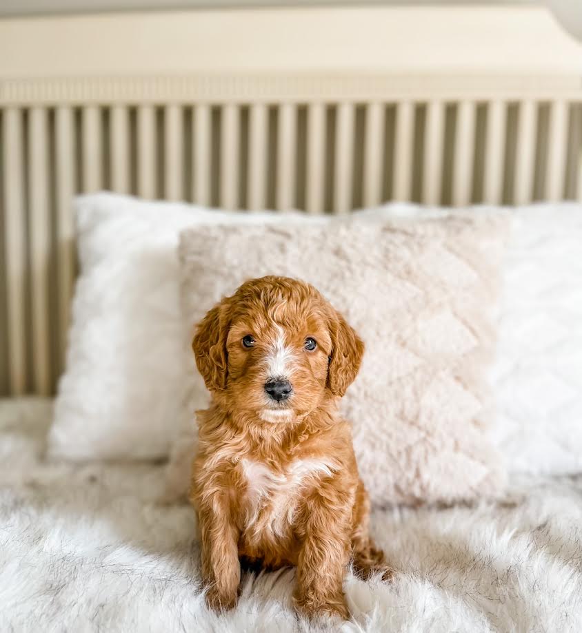 Mini Goldendoodle Girl $1,500