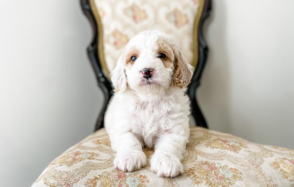 Mini Goldendoodle Girl $1,500