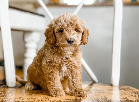 Micro/Mini Goldendoodle Boy $1,500