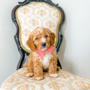 Micro/Mini Goldendoodle Boy $1,500