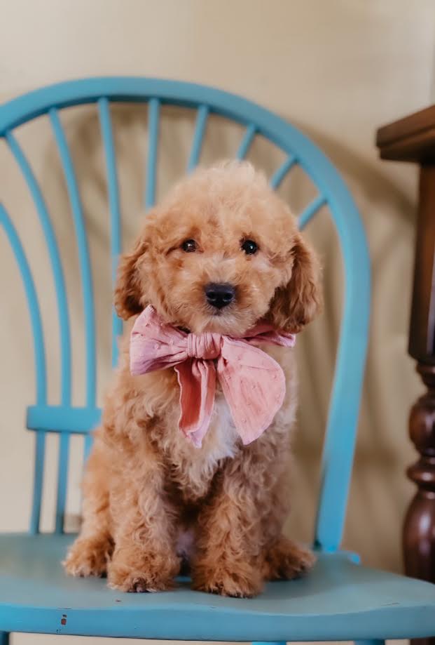 Mini Female $1,250