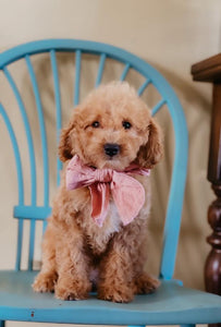 Mini Female $1,250
