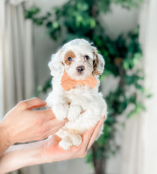 Micro Cavoodle Male $1,500