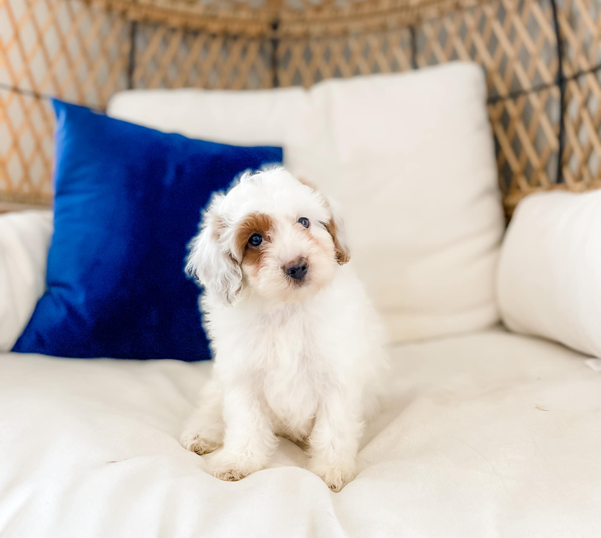 Micro Cavoodle Male $1,500