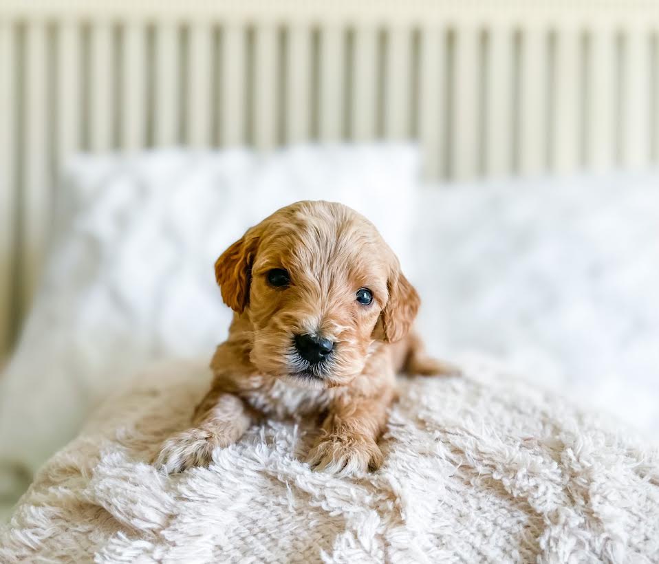 Micro/Mini Goldendoodle Girl $1,500