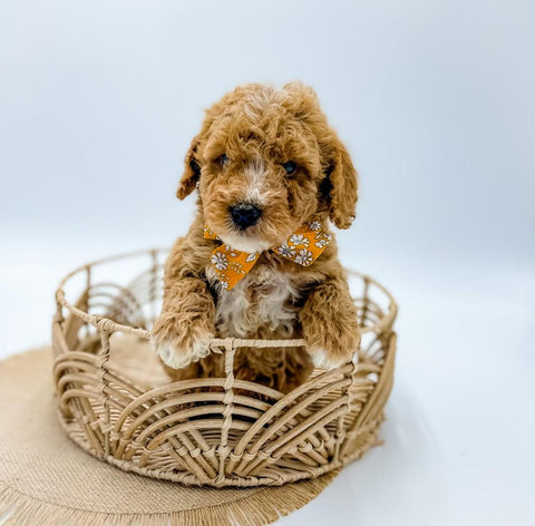 Micro Goldendoodle Boy $2,250