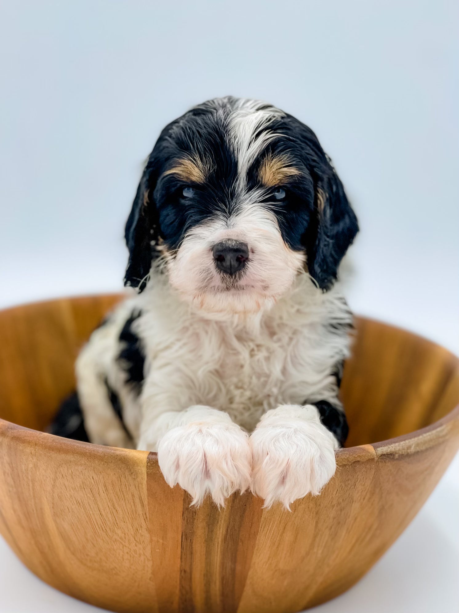 Phantom cavapoo deals puppies