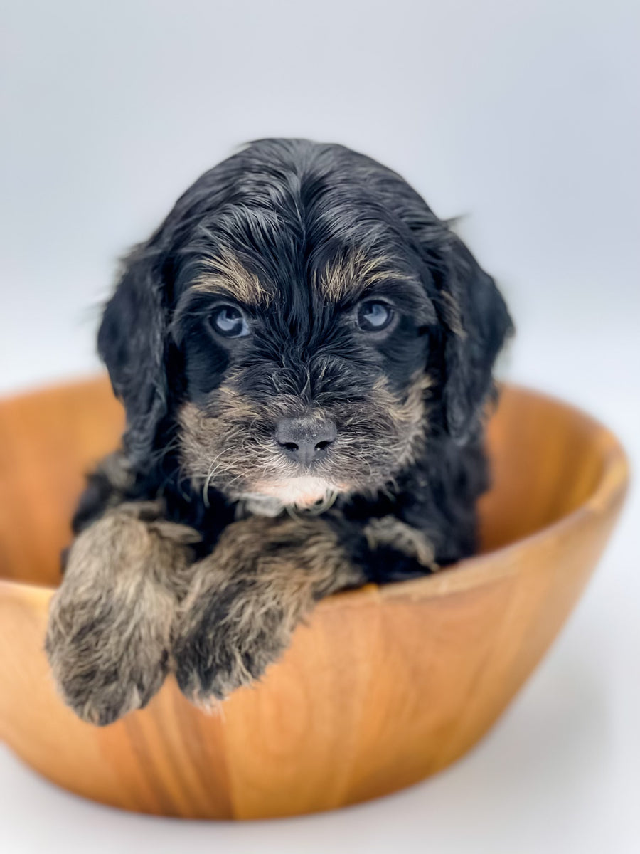 Micro Trindle Cavapoo Boy $2,000 – Lake Cumberland Doodle Farm