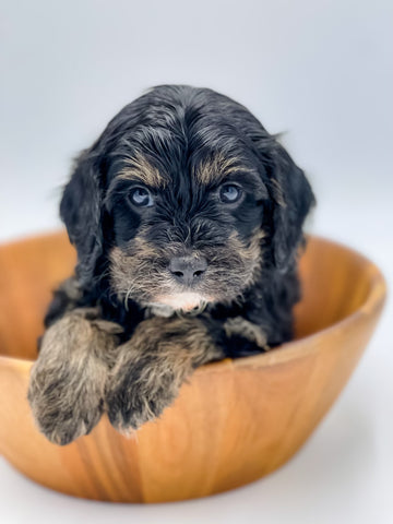 Micro Trindle Cavapoo Boy $2,000