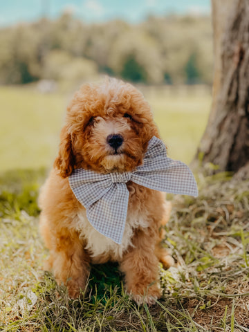 Micro Female $1,500