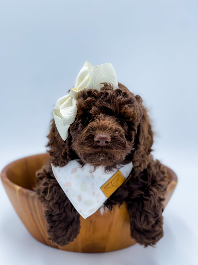 Mini/Medium F1B Cockapoo Female $1,500 – Lake Cumberland Doodle Farm