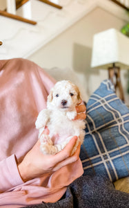 Micro Aussiedoodle Boy $1,500