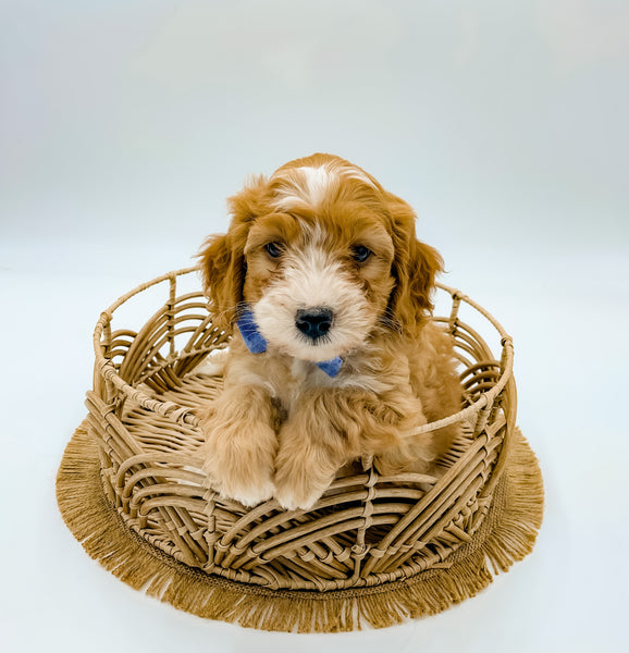 Micro Goldendoodle Boy $2,000