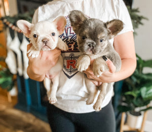 Female Platinum AKC French Bulldog - Possible Fluffy Carrier $2500