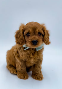 Micro F1 Cavapoo Male $2,000