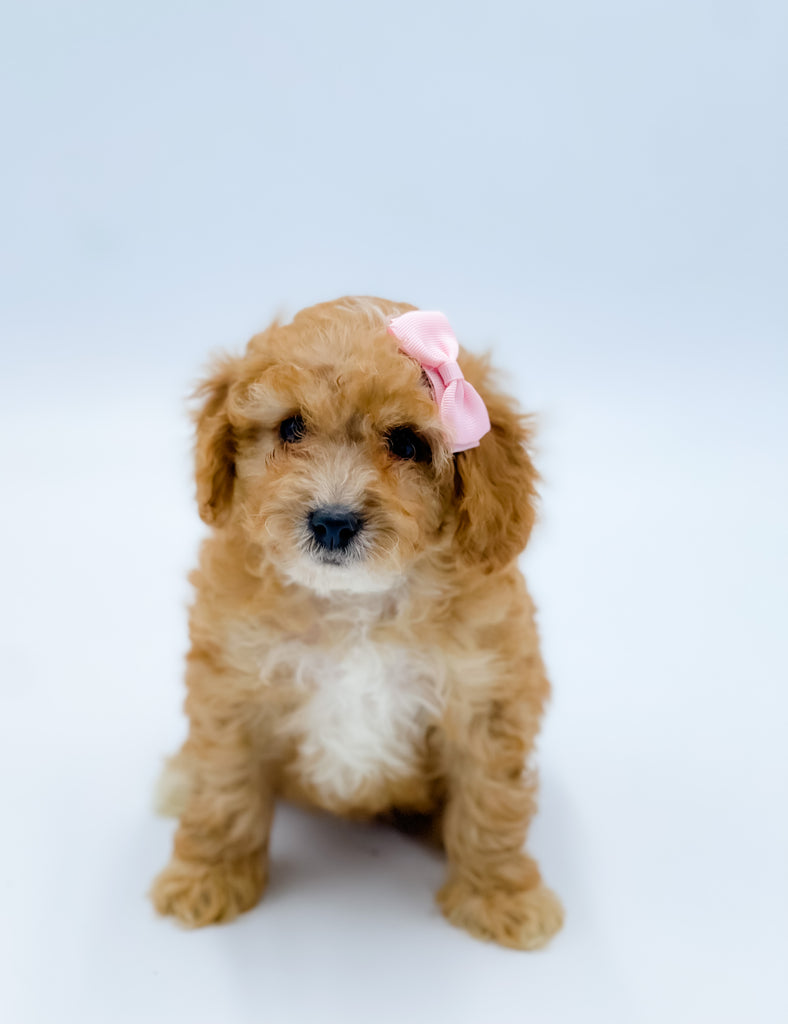 Micro F1B Cavapoo Female $2,000 – Lake Cumberland Doodle Farm