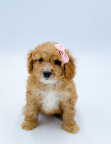 Micro F1B Cavapoo Female $2,000
