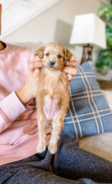 Micro Aussiedoodle Girl $1,500