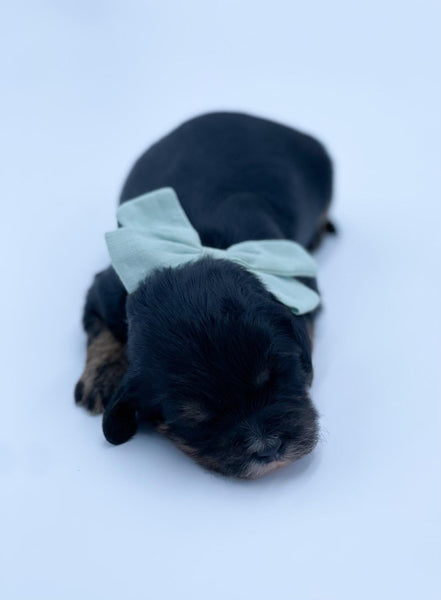Micro Trindle Cavapoo Boy $2,000