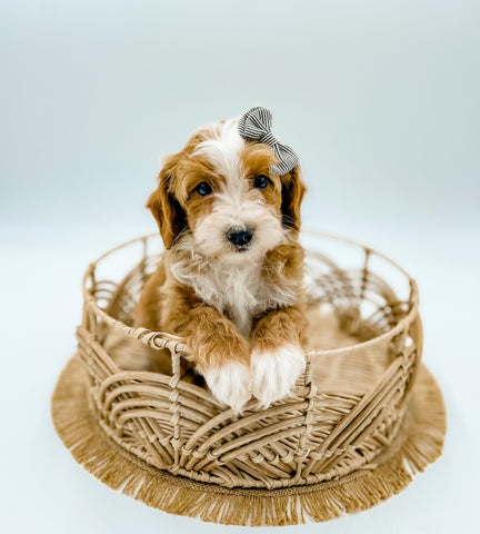 Micro Goldendoodle Girl $2,500