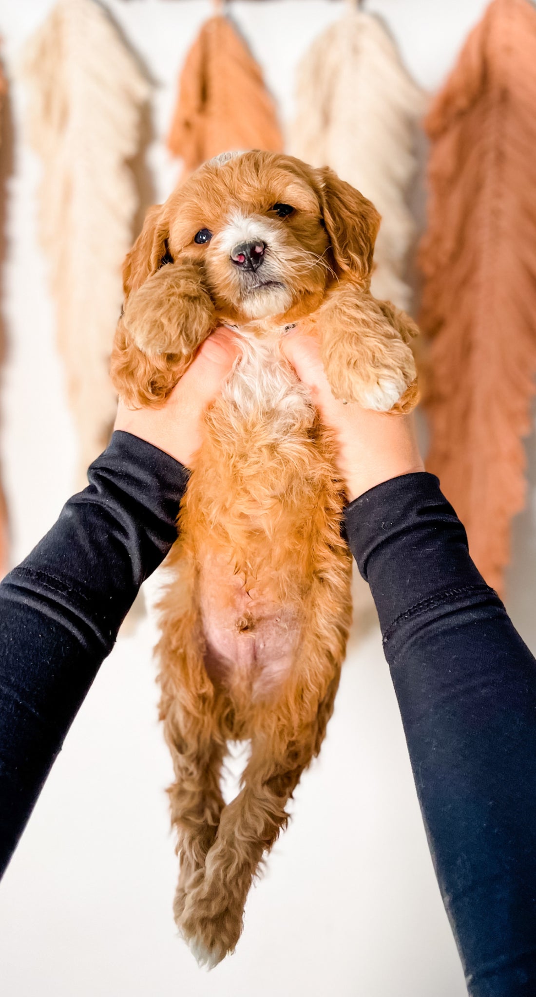 Micro/Mini Goldendoodle Boy $2,000