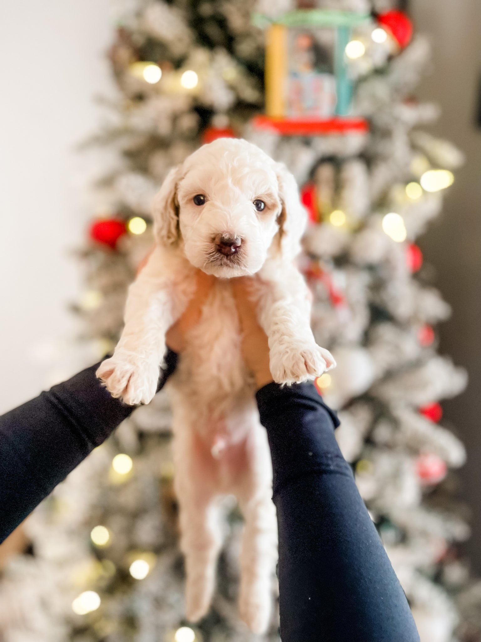 Mini Goldendoodle Boy $1,500