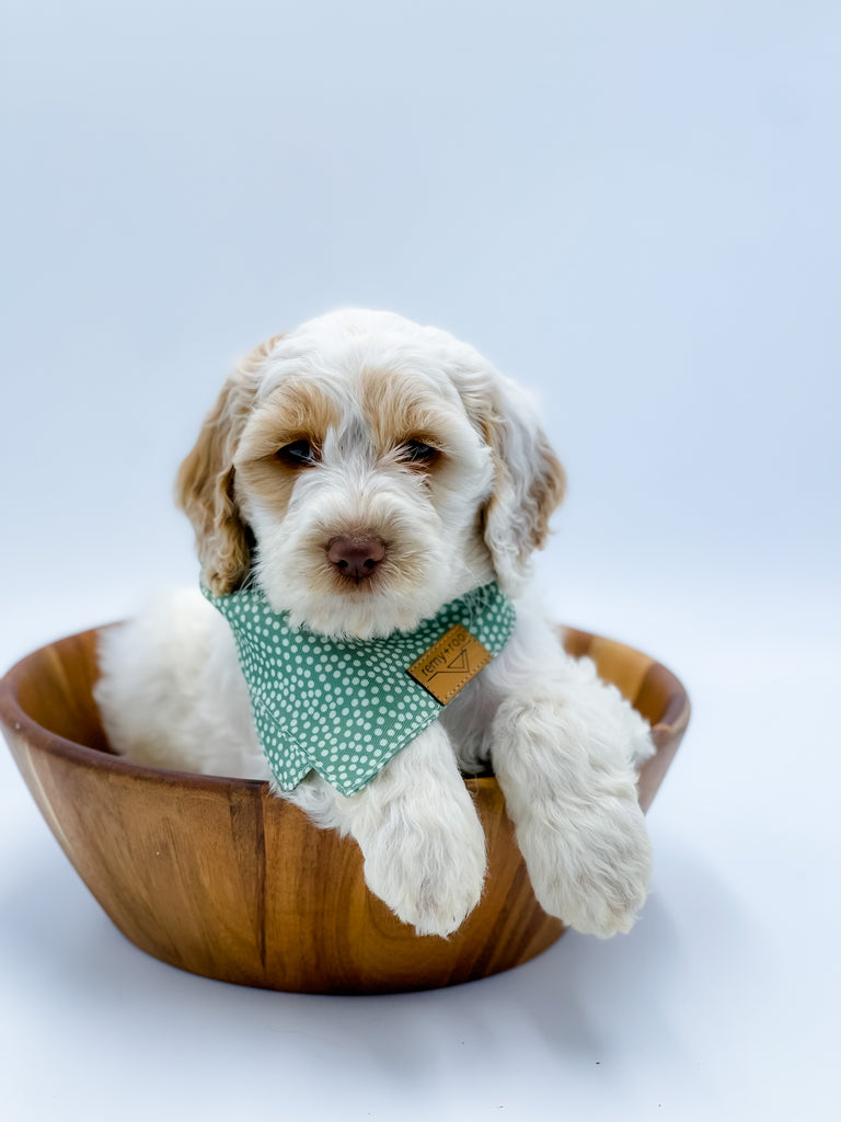 Mini/Medium F1B Cockapoo Male $1,250 – Lake Cumberland Doodle Farm