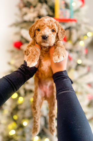 Mini Goldendoodle Girl $2,000