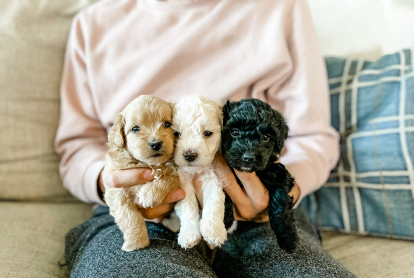 Micro Aussiedoodle Girl $1,500