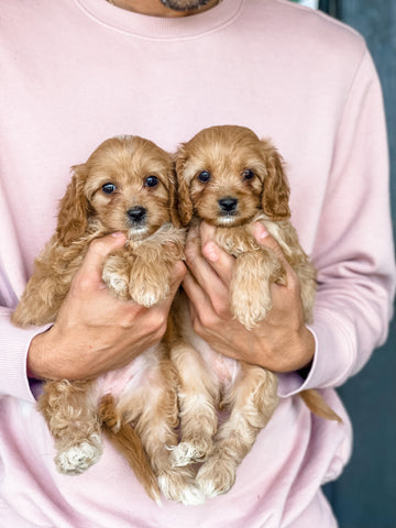 Micro F1 Cavapoo Female $2,000