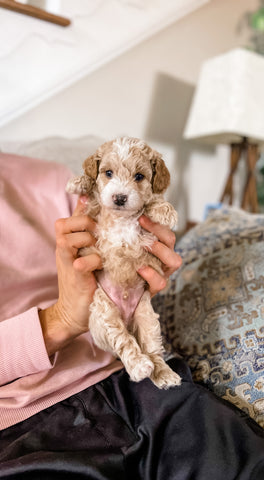 Micro Aussiedoodle Boy $1,500