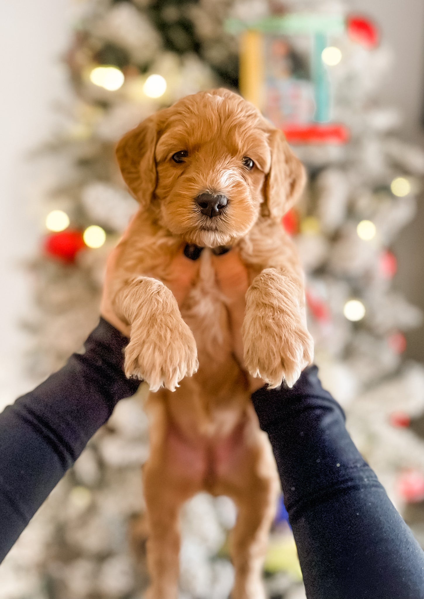 Mini Goldendoodle Girl $2,000