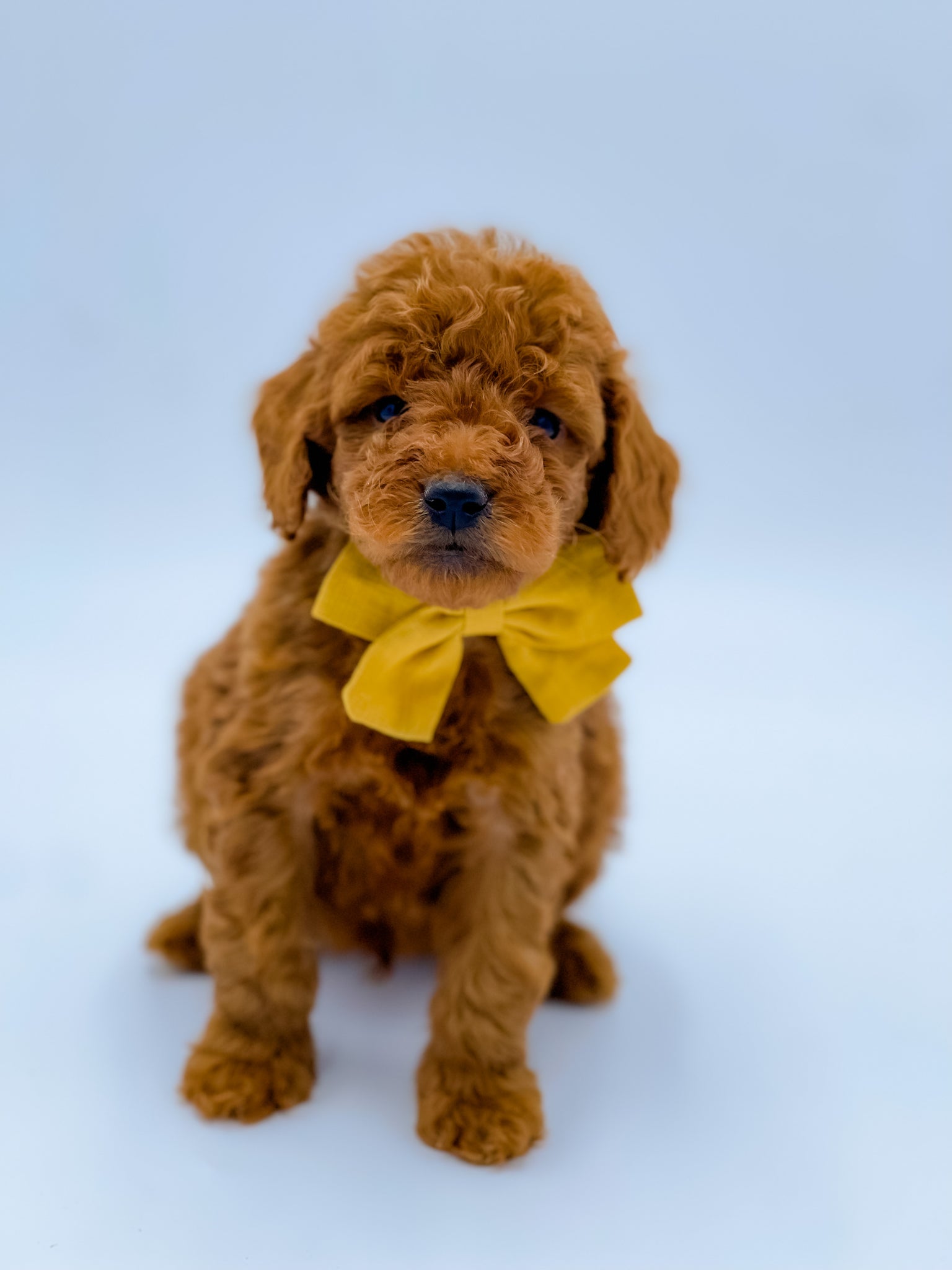 Micro/Mini Male $2,000