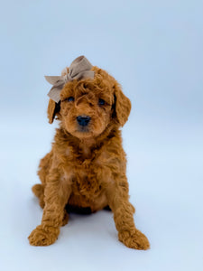 Micro/Mini Female $2,000